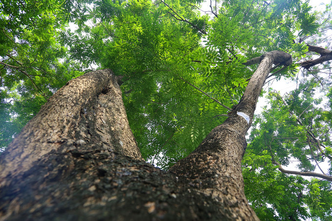 Hà Nội làm rào sắt, căng dây thép gai bảo vệ cây sưa đỏ